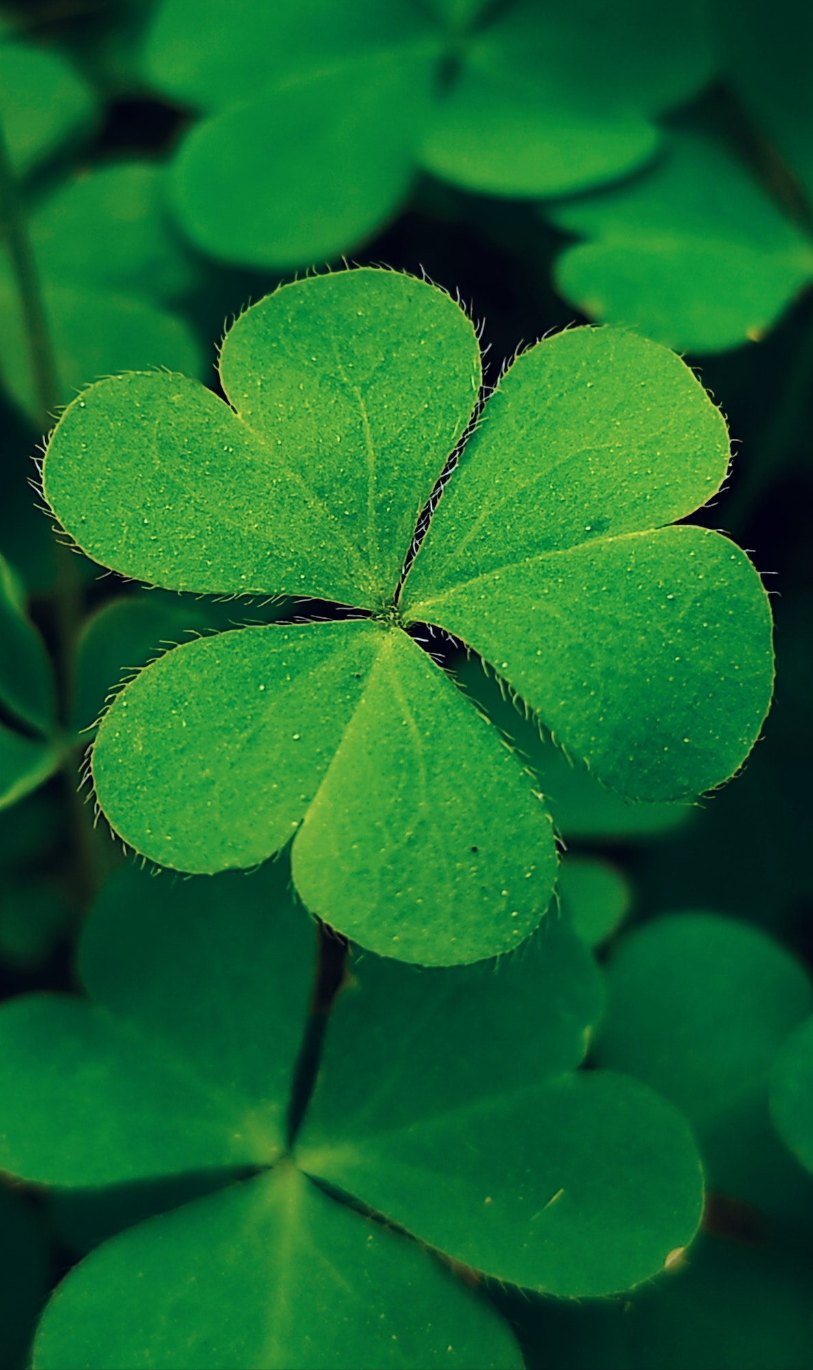 Shamrock green leaves macro closeup, Patrick's Day